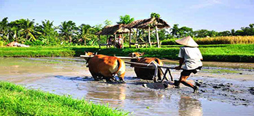 bali farming tour - rice farming tour