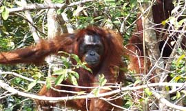 orangutans encounter